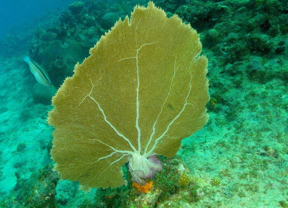 Lagun Blou Dive And Beach Resort Luaran gambar